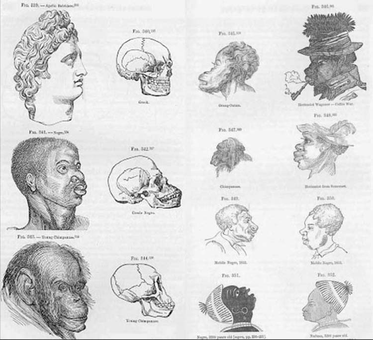 phrenology-2.gif