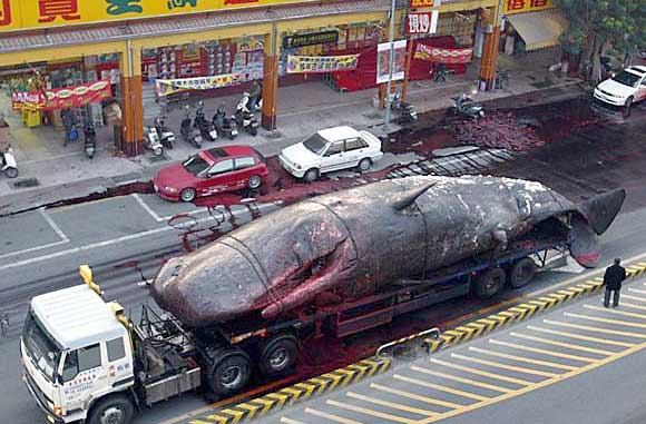 Exploding-Dead-Whales-Kent-Motorway-Taiwan.jpg