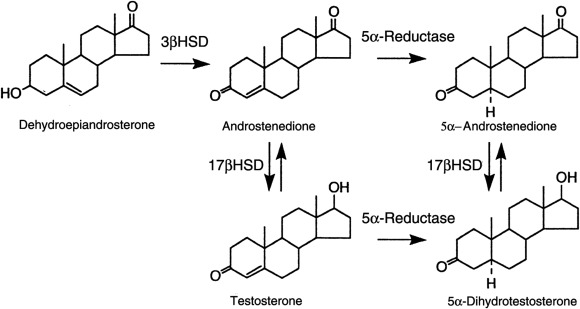 Testosterone/Dihydrotestosterone - ScienceDirect