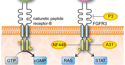 tratando-acondroplasia.blogspot.com