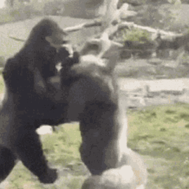 gorilla-fight.gif