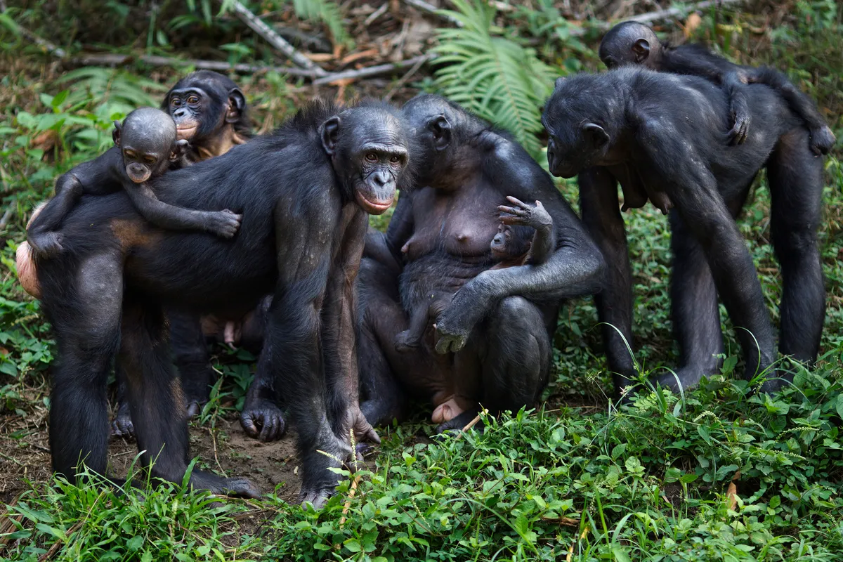 GettyImages-121989303_bonobos_Anup-Shah-30aa8f0.jpg