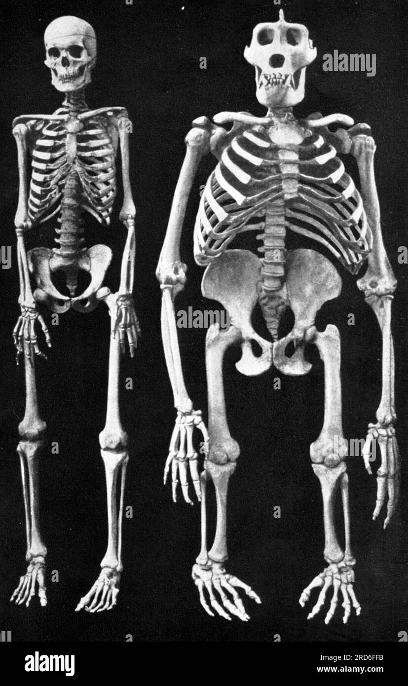 zoology-animals-ape-gorilla-gorilla-skeleton-beside-skeleton-of-a-human-circa-1900-additional-rights-clearance-info-not-available-2RD6FFB.jpg
