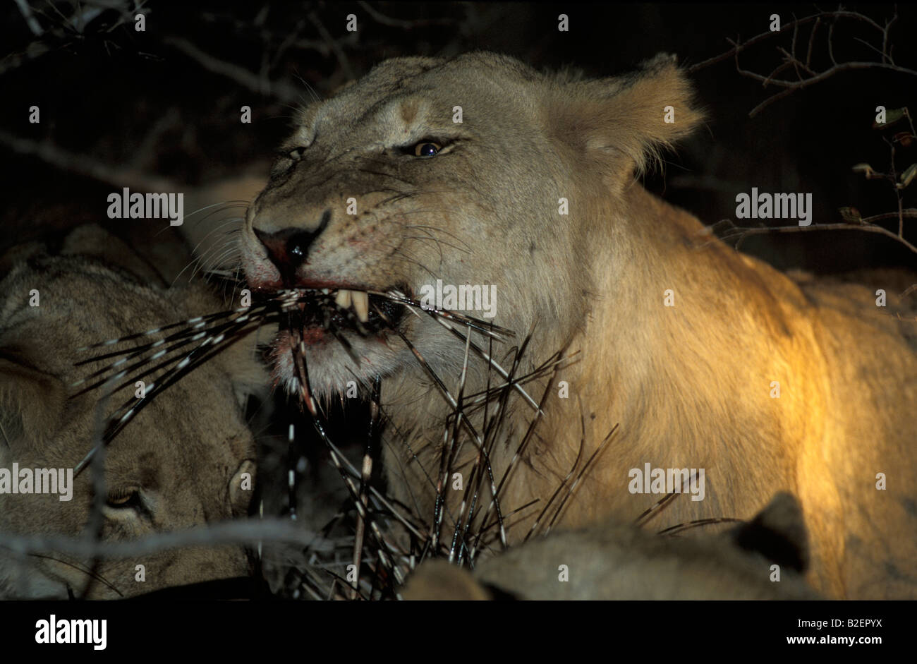 lion-pulling-out-quills-while-feeding-on-porcupine-kill-at-night-B2EPYX.jpg