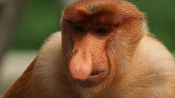 Proboscis-monkey1.jpg