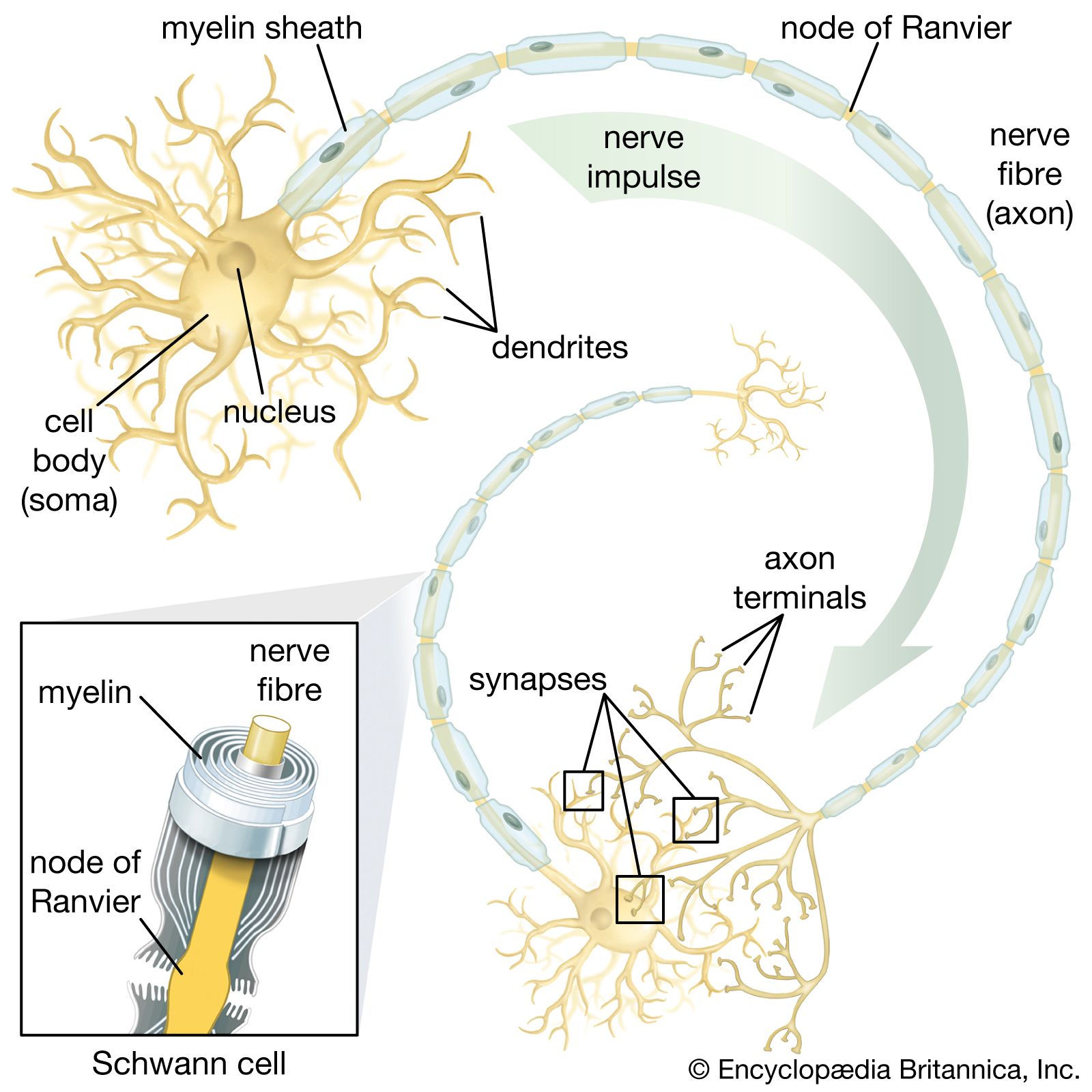 ability-neural-stem-cells-motor-neurons-rise.jpg