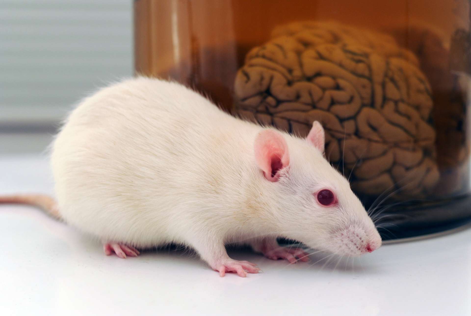 www.futura-sciences.com