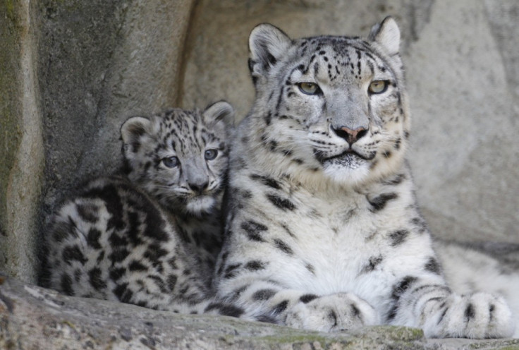 Snow leopard numbers far higher than thought but threats to elusive big  cats remain | IBTimes UK
