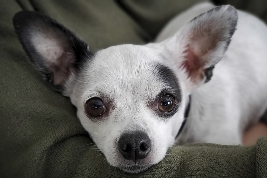 black+and+white+chihuahua+dog+being+held+by+someone+in+a+green+sweater-min.jpg