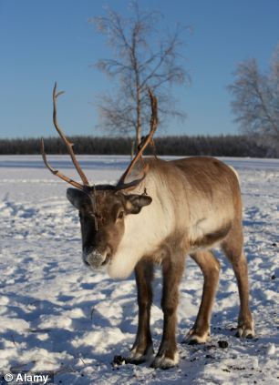 A pet reindeer was the third most popular desired gift according to the survey
