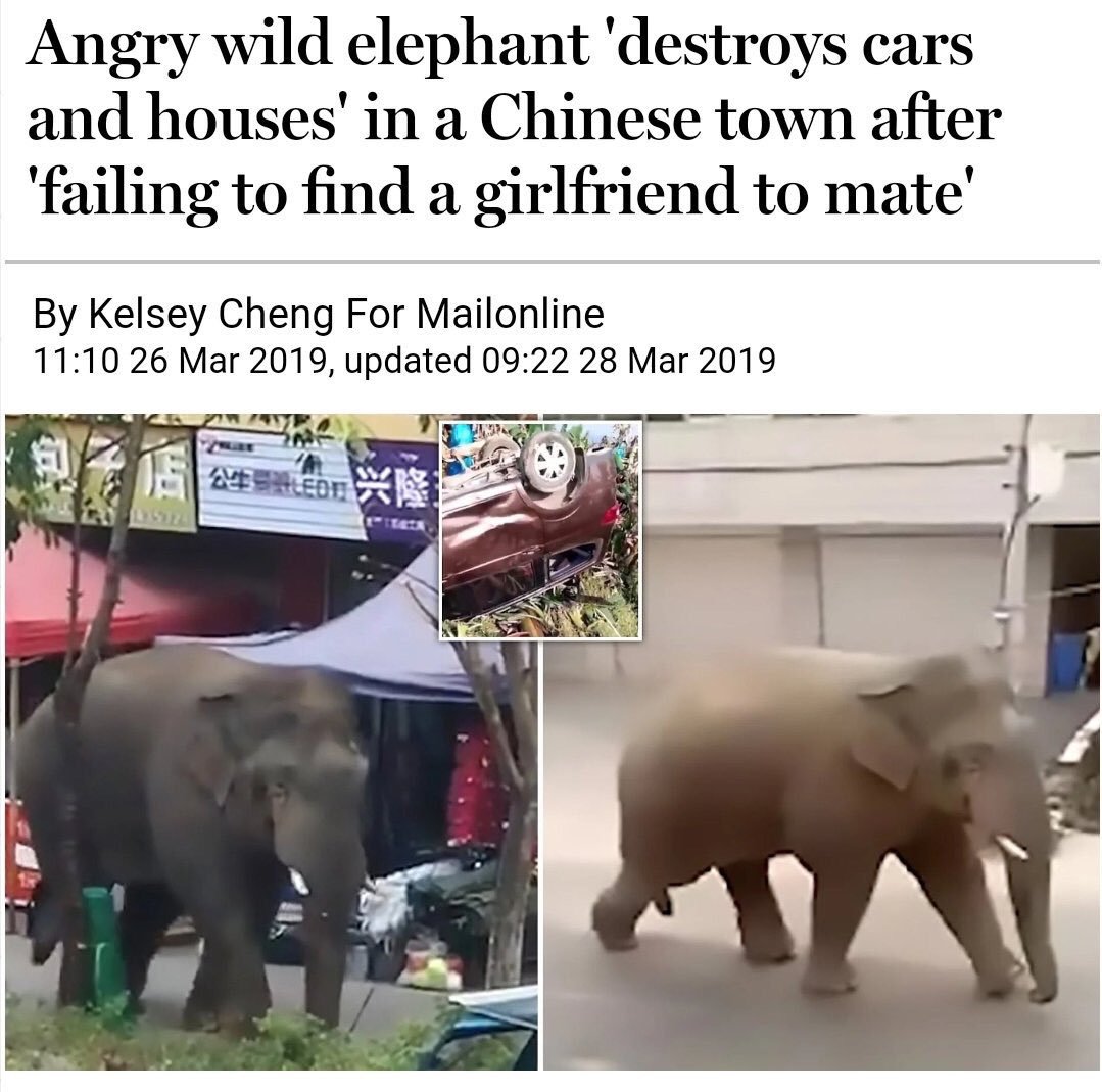Incel elephant | Animals | Know Your Meme