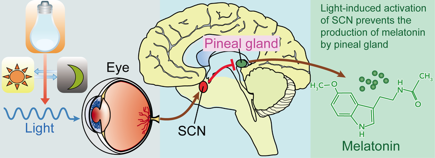 3392127_Light-suprachiasmatic-nuclei-SCN-and-the-pineal-melatonin-circuit-Melanopsin-in.png