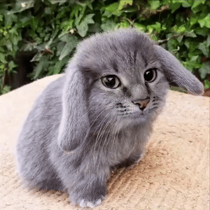 5382367_x.gif 5382367_x.gif