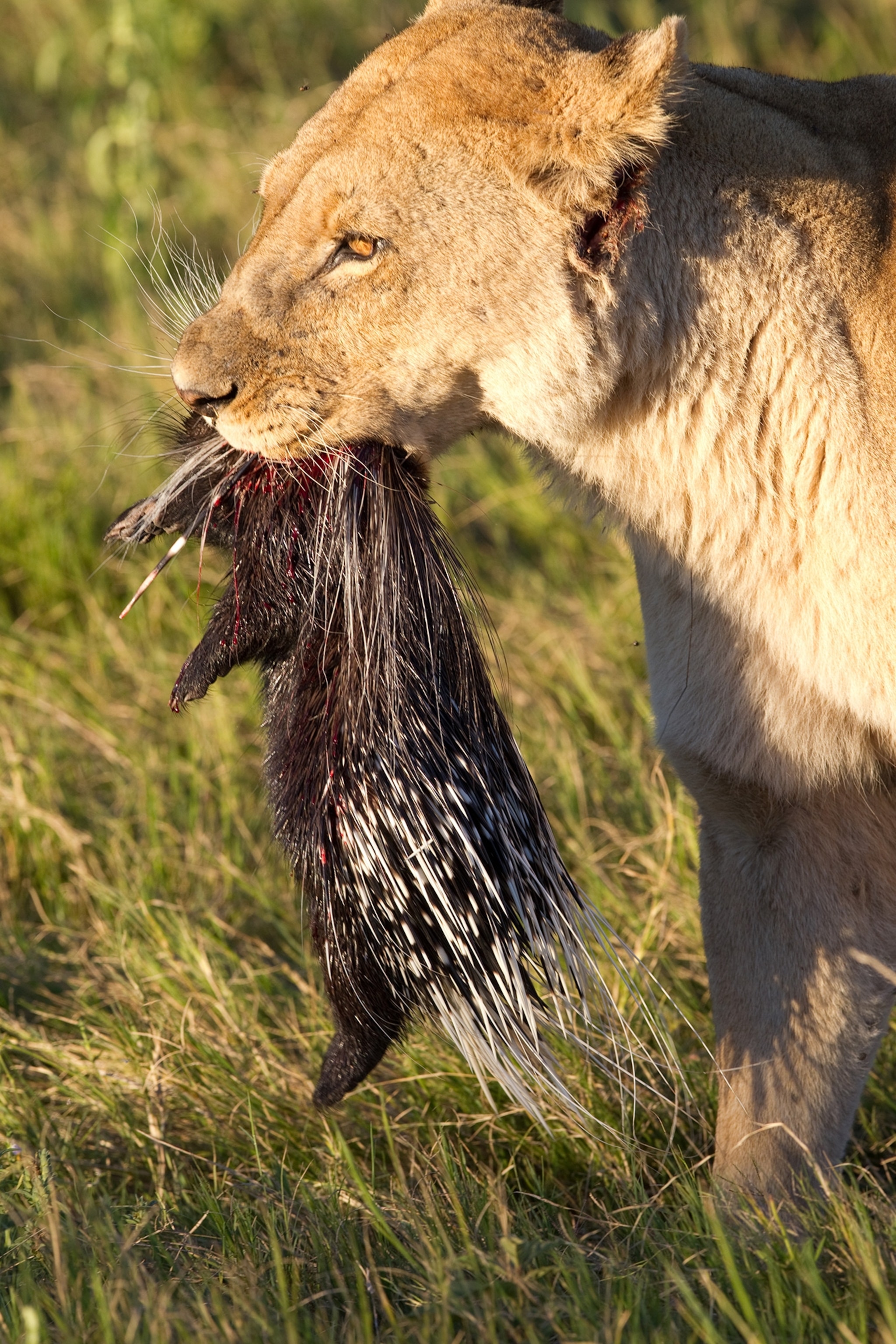03-lions-attack-porcupines-nationalgeographic_1494512.jpg