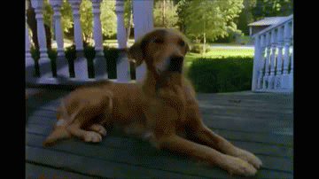 ho5z5uczk2r41.gif
