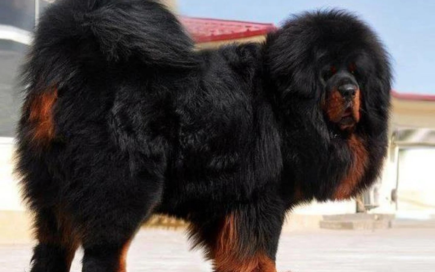 Tibetan-Mastiff-Pics.jpg