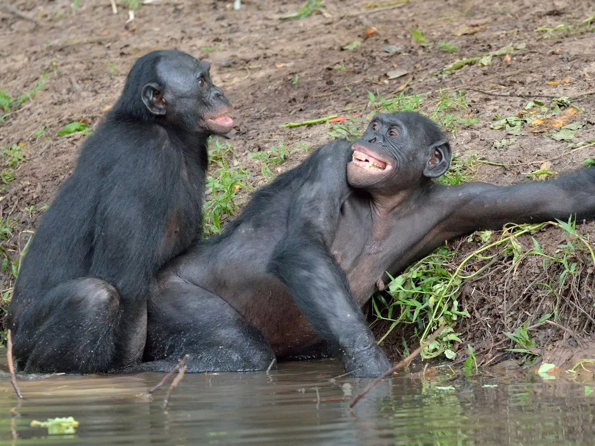 1_The-Bonobos-mating-in-the-pond.jpg
