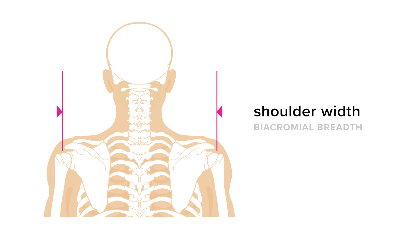 Average Shoulder Width and How to Measure Yours Average Shoulder Width and How to Measure Yours