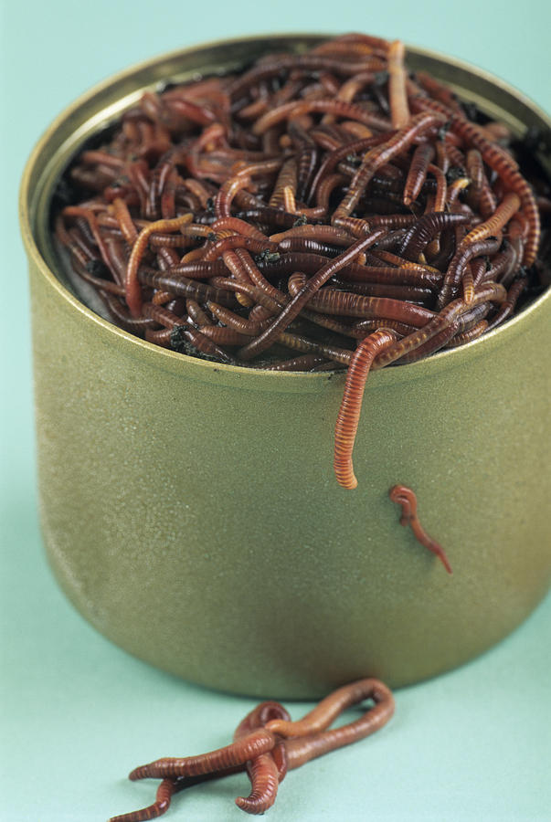 can-of-worms-david-aubrey.jpg
