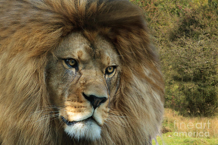 Barbary Lion Photograph by Pete Reynolds