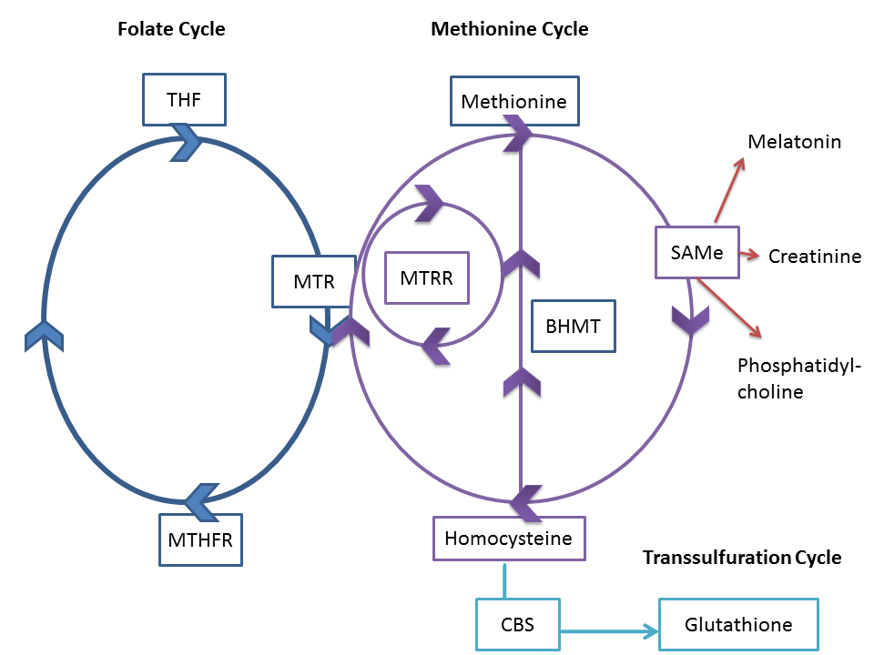 methylation+cycle.png