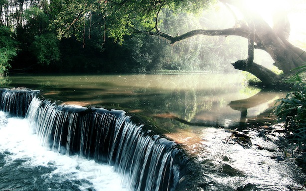 kratom-rainforest