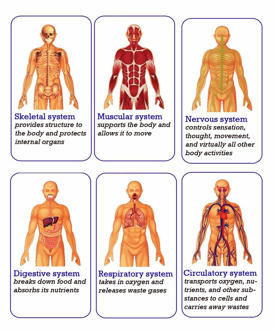 body-organs-systems.jpg