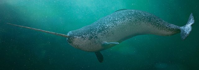 Narwhals – Myths, legends and facts