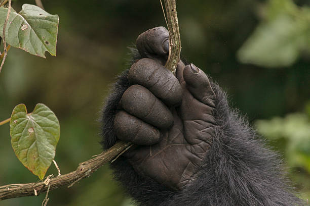 gorillas-hand.jpg
