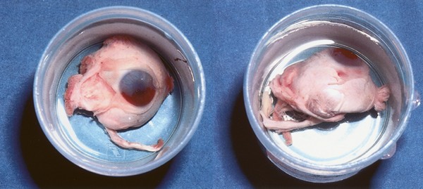 figure1 figure1