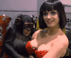 katy perry monkey GIF katy perry monkey GIF