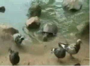 Image result for tortoise bird gif