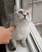 poke watching GIF poke watching GIF