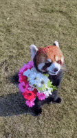 I Love You Flower GIF I Love You Flower GIF