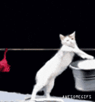 cats laundry GIF cats laundry GIF