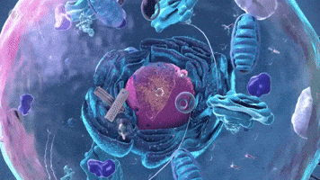Evolution Biology GIF by PBS Digital Studios Evolution Biology GIF by PBS Digital Studios