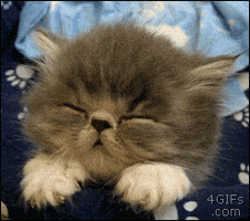Cat Sleep GIF Cat Sleep GIF