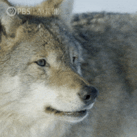Pbs Nature Wolf GIF by Nature on PBS Pbs Nature Wolf GIF by Nature on PBS