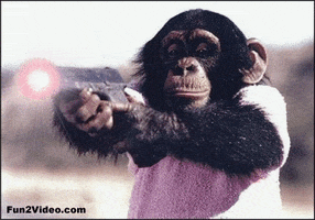 funny monkey GIF funny monkey GIF