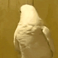No Way Bird GIF No Way Bird GIF