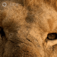Zoom Out Lion King GIF by Nature on PBS Zoom Out Lion King GIF by Nature on PBS