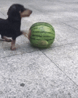 Aww GIF Aww GIF