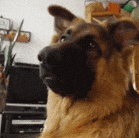 the messengers cute dog GIF the messengers cute dog GIF