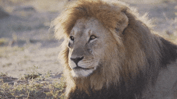 Lion Cub Monkey GIF by Discovery Lion Cub Monkey GIF by Discovery