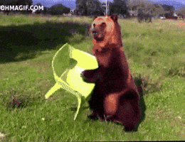 bear GIF bear GIF