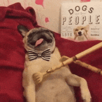 Dog Pug GIF Dog Pug GIF