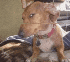 Side Eye Dog Meme GIF Side Eye Dog Meme GIF