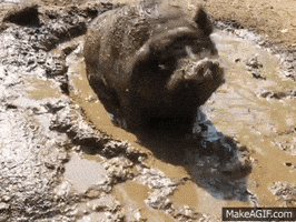 democratic party GIF democratic party GIF