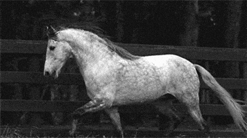 horse GIF horse GIF