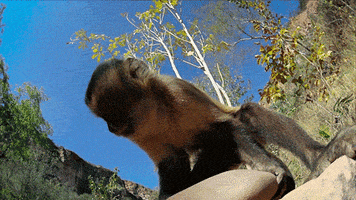 smash wild animals GIF by PBS